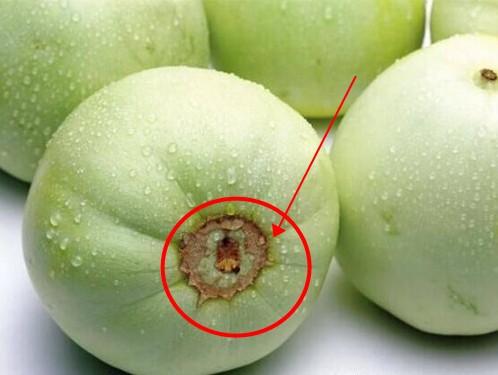 香瓜花公母区别图片图片