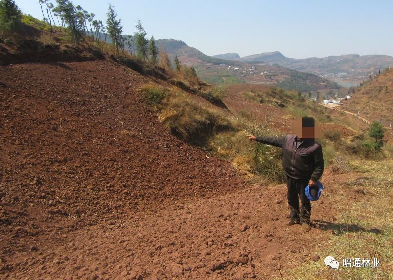 批准佔用林地手續及相關部門同意的情況下,擅自在巧家縣爐房鄉國有林