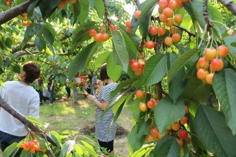 便宜又好吃!走,去摘樱桃!