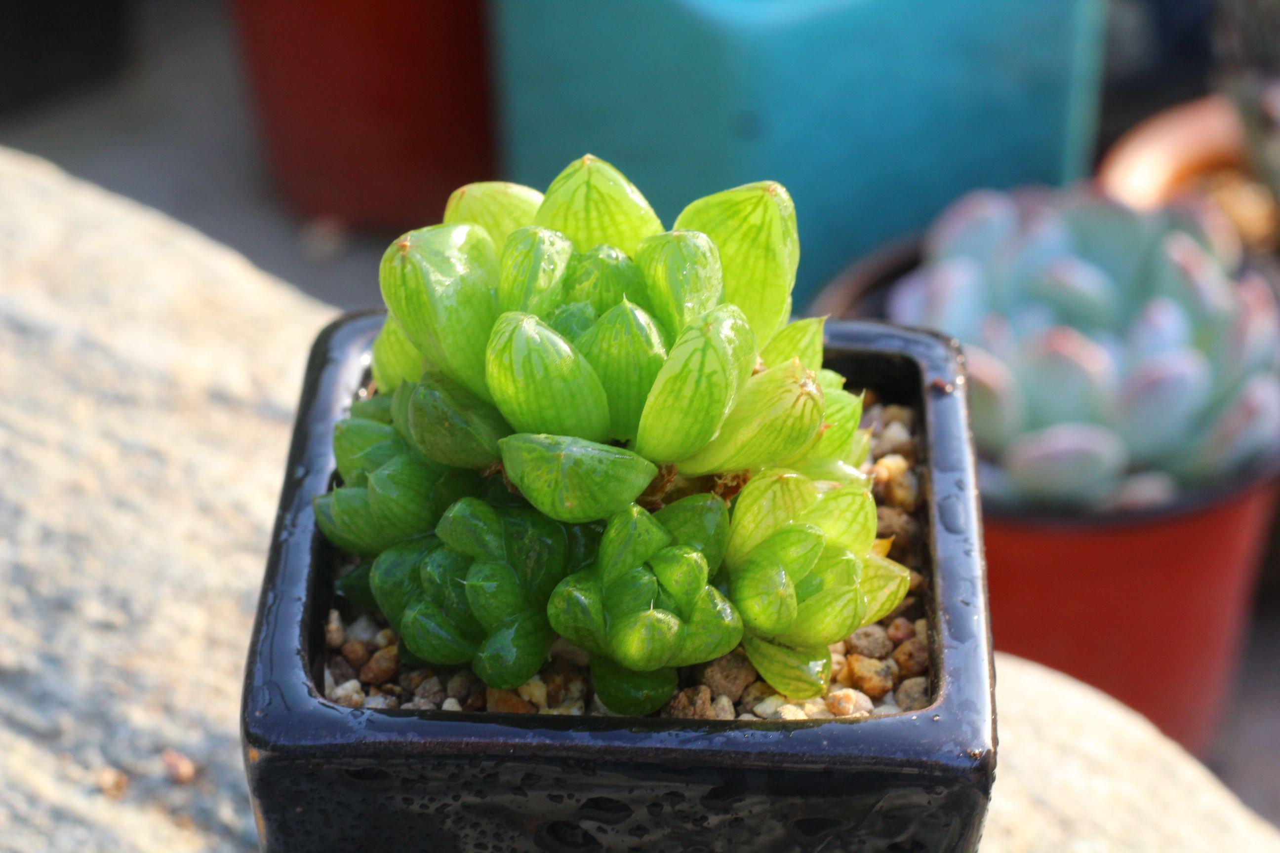 花多采 | 贵价玉露初下神坛,购买前一定要掌握这些知识点