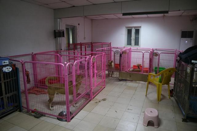 广州宠物带你参观广州一个宠物救助站