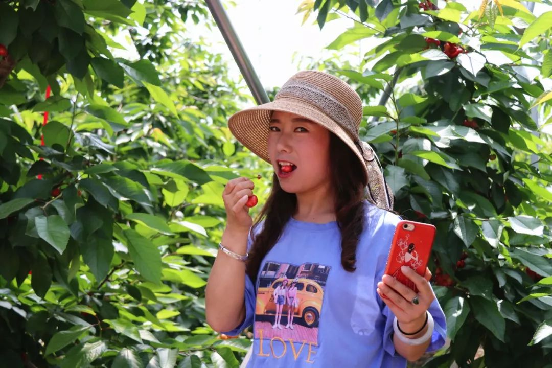 掌上漳县受邀参加武山塔麻村大樱桃采摘节大咖云集美女采摘真热闹