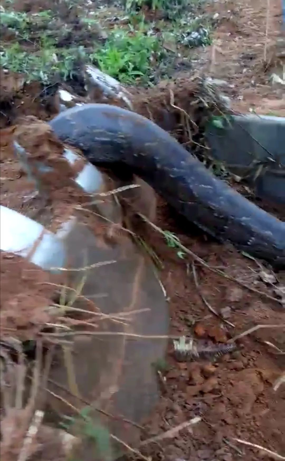 海丰城东工地挖出一窝每条近百斤大蛇看后令人起疙瘩皮
