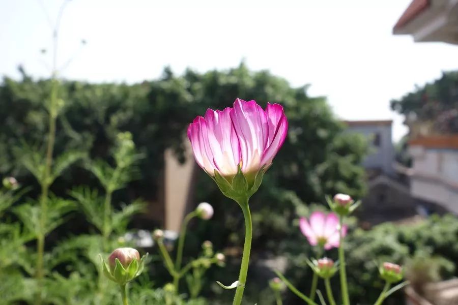 大波斯菊图片 花语图片