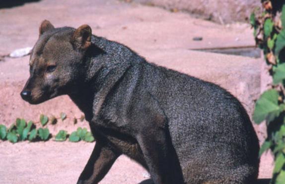 原创这种狗被称为水狗,皮毛像水獭,脚掌长出蹼,屁股后还会散发香味