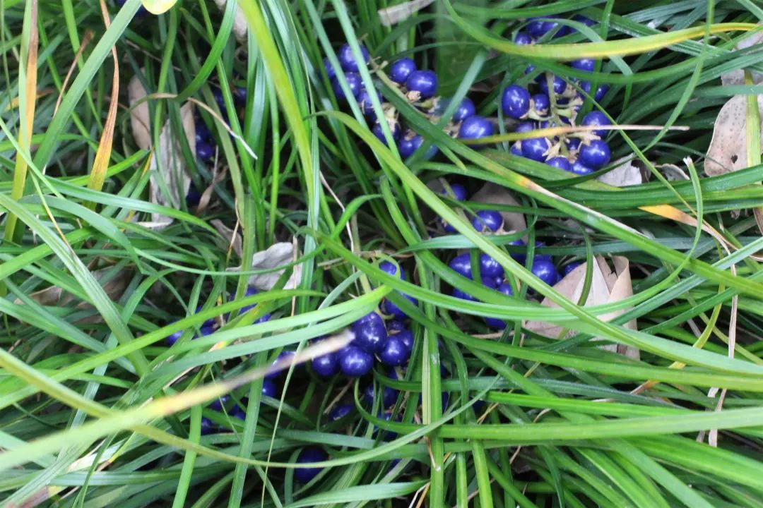 麦冬老鹳草昔日神农尝百草今有中医寻药人自古有"神农尝百草,日遇七十