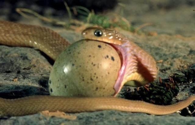 相信很多人听说过蛇吞蛋,但可能不知道整个过程,接下来我们就一起见证