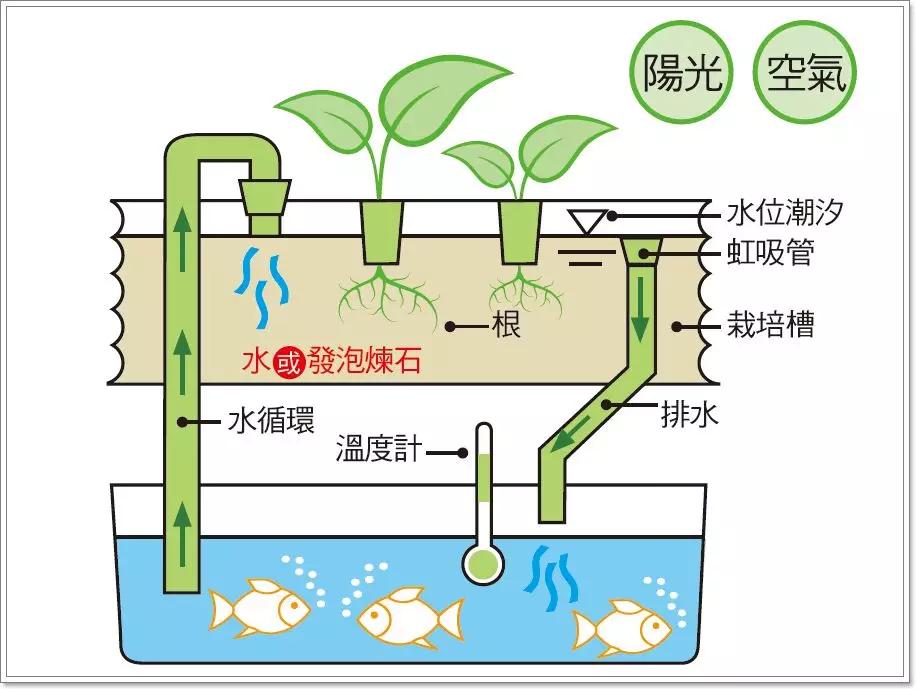 鱼菜共生结构图图片