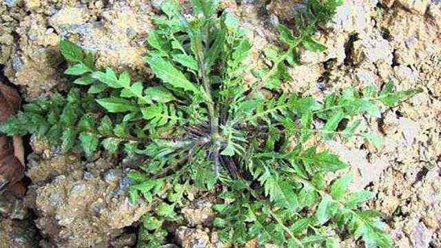 荠菜是个宝吃荠菜还能防治疾病你知道吗