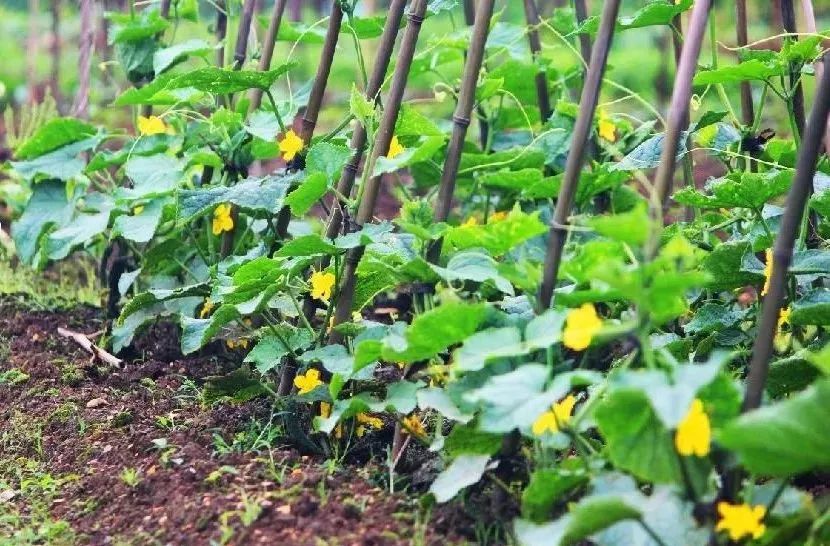 快来测试看看,这些田里的蔬菜认识多少?