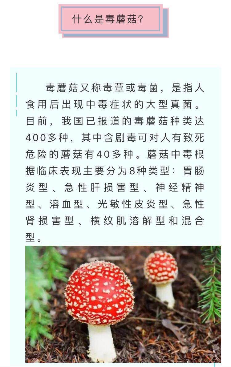 預防毒蘑菇中毒的根本辦法就是不採摘,不銷售,不食用野生蘑菇