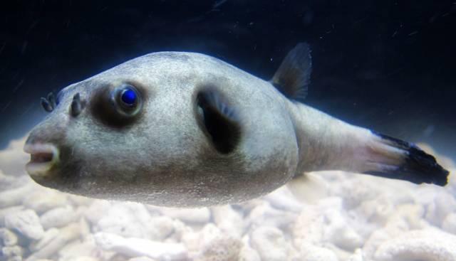 狗头豚的体形呈圆筒形,头大,嘴大,眼睛位于头顶上方.