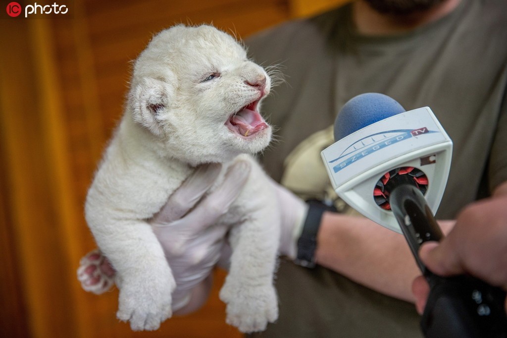 南非狮宝宝在匈牙利动物园公开亮相奶萌奶萌超可爱