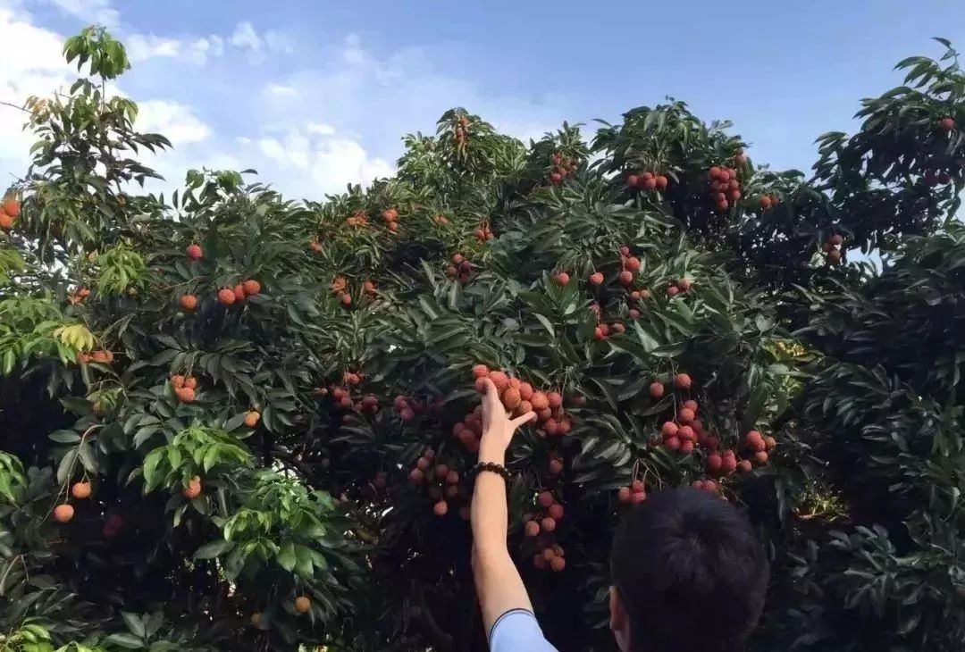 荔枝陸續上市!增城最新荔枝採摘地圖來了,快約上小夥伴出發吧!_果場