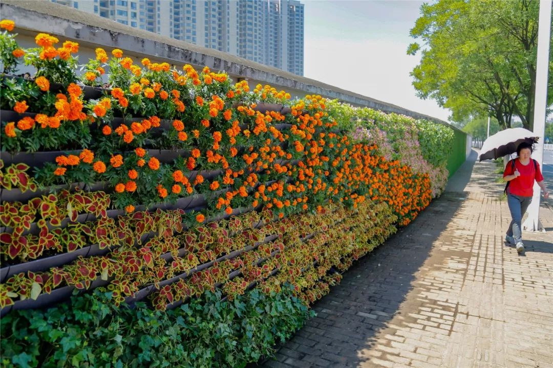 根据行动安排,4月中旬以来,市住建局牵头实施中心城区主干道围墙"增绿