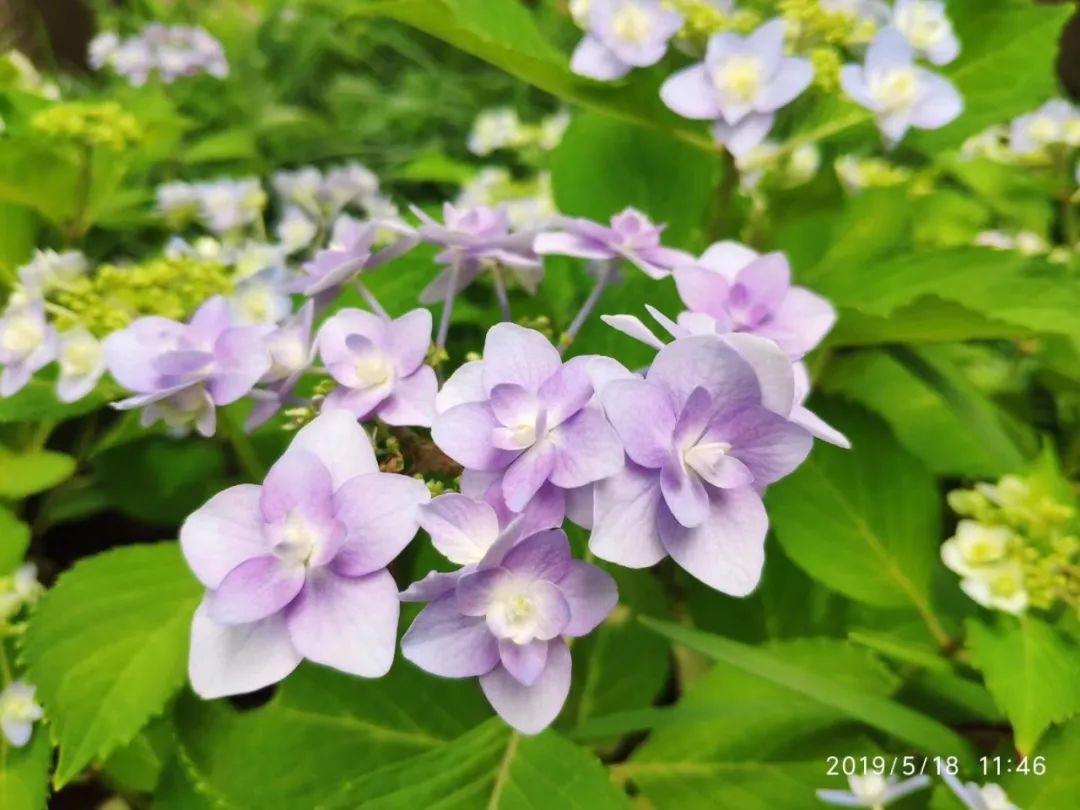 朱顶红,百合,日本花菖蒲,仙人掌,睡莲……还有柳叶马鞭草,大花金鸡菊