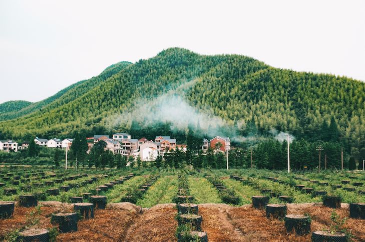 原来山茶花精华有这么多惊人的功效