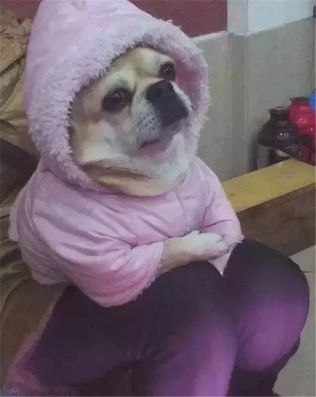 自从养了狗,我妈再也没催过我穿秋裤