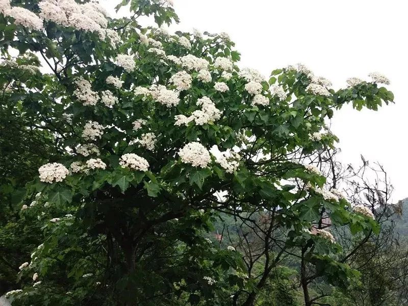 惊艳这个初夏让我们一起去温州这些地方看雪