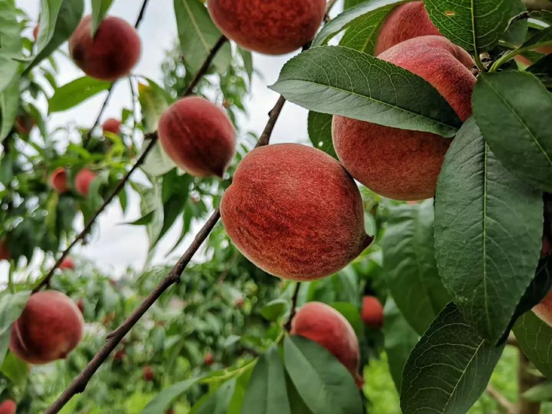 三月吃樱桃,四月吃枇杷,那么接下来吃什么呢?答案是:桃子!