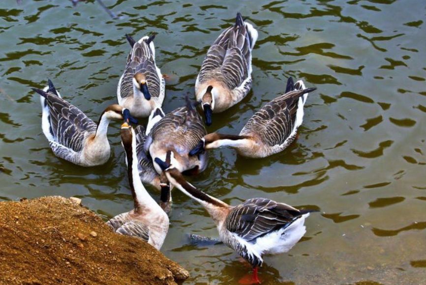 一不卖雁二不卖蛋孙谷主养大雁很任性