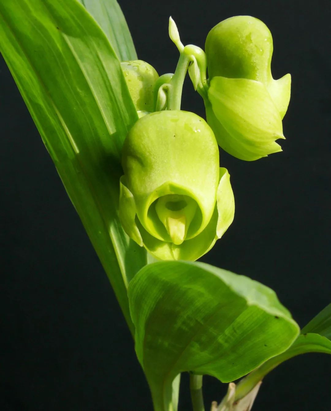 兰科(兰科芯官网) - 0415花卉网