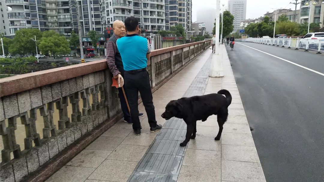 黄口桥上 有市民遛狗不牵绳