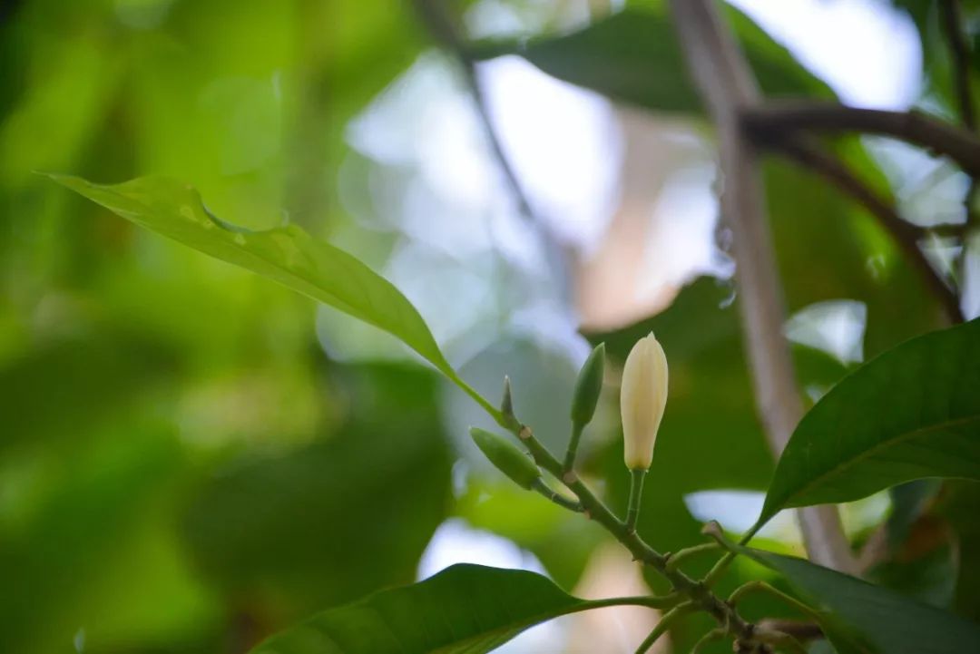 白蘭花開滿城飄香快到禪城靜賞夏花絢爛