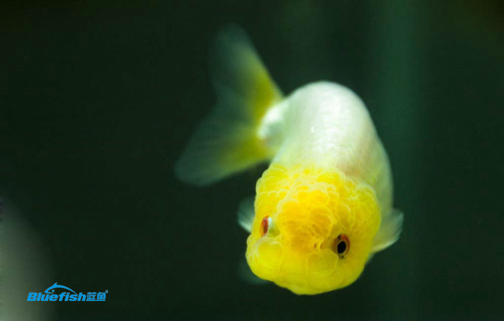 家裡養金魚注意風水知識