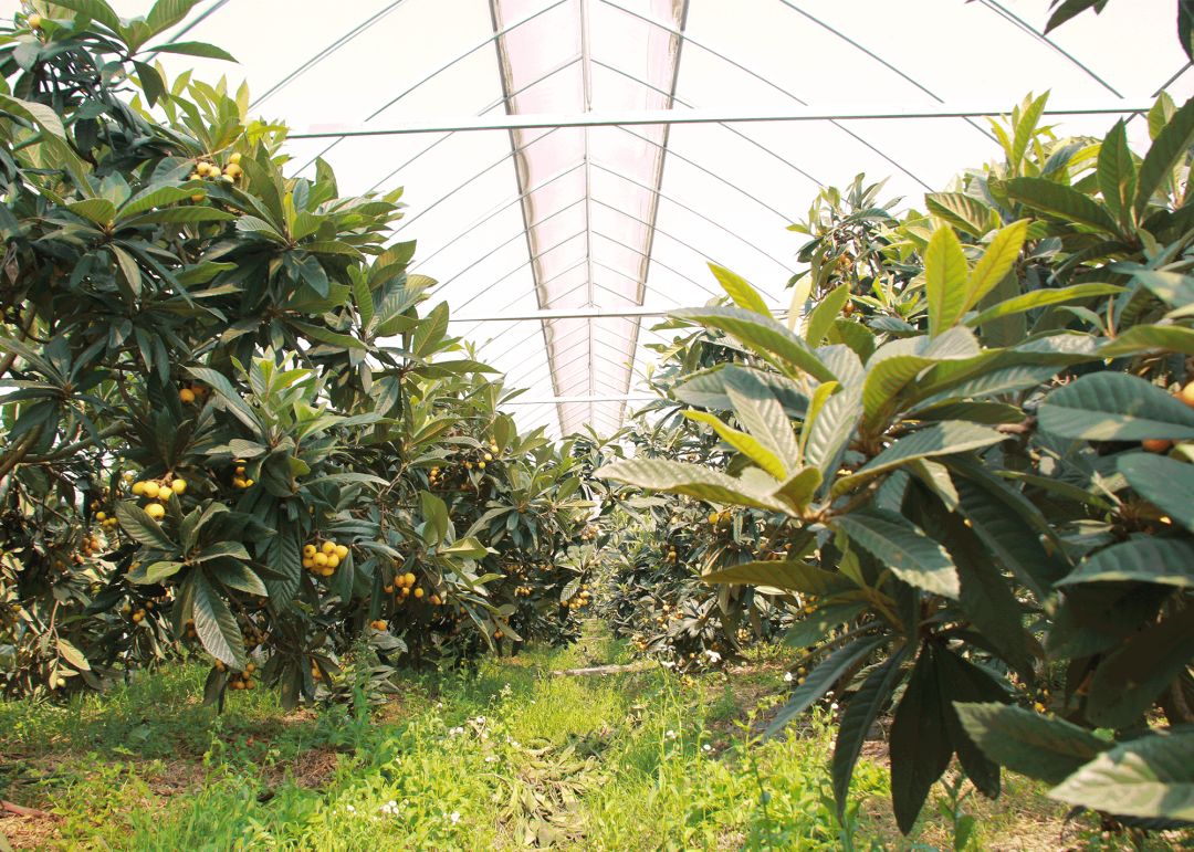 松江的枇杷熟啦!