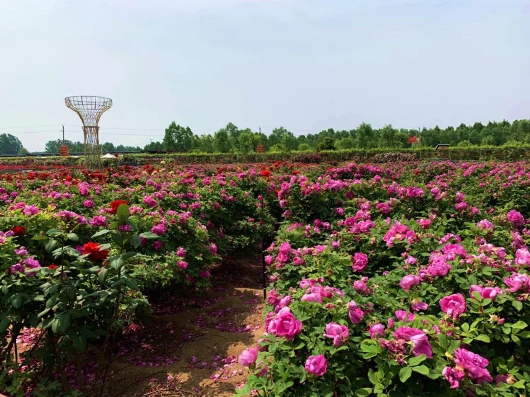 郑州玫瑰花种植基地图片