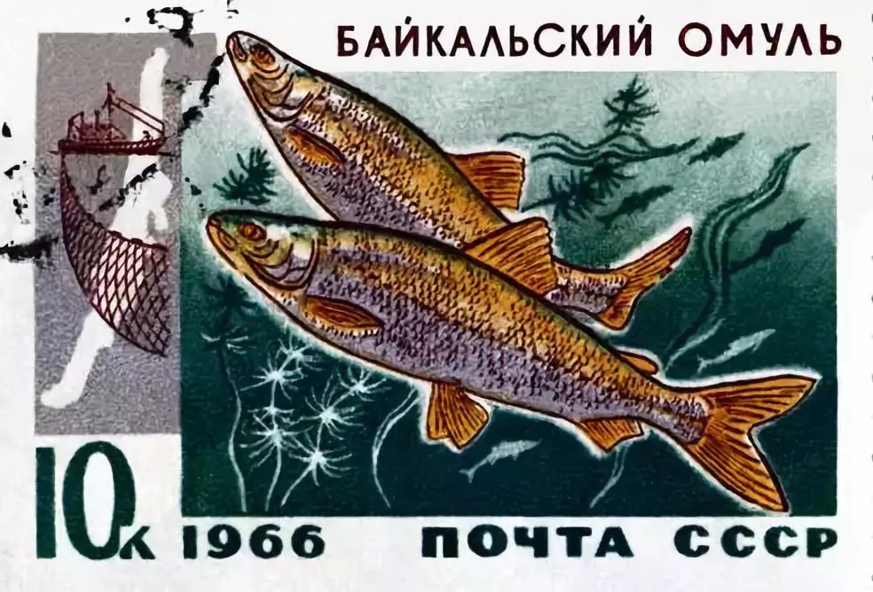 俄罗斯邮票上的奥木尔鱼苏武首选是捕捉奥木尔鱼.
