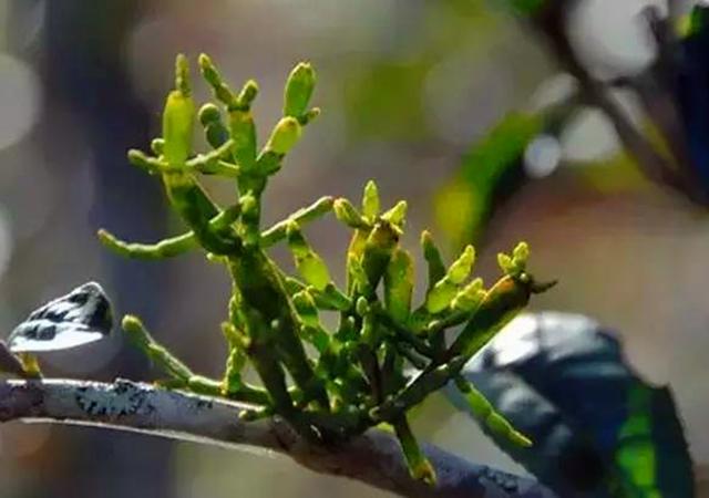 它寄生茶树上农民朋友看到就除掉殊不知十分罕见现很难吃到