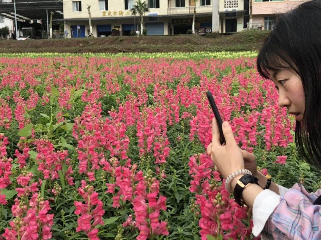 重庆巴南区十里花海图片