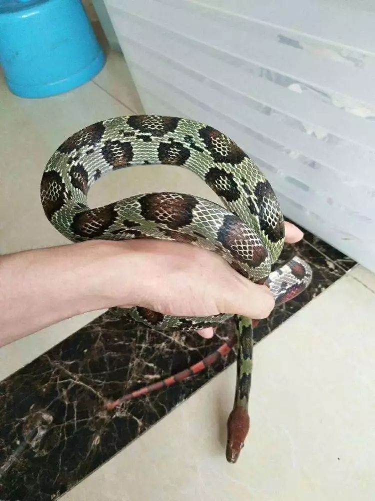 蛇出没通山这10种老蛇据说只有70后才认得全