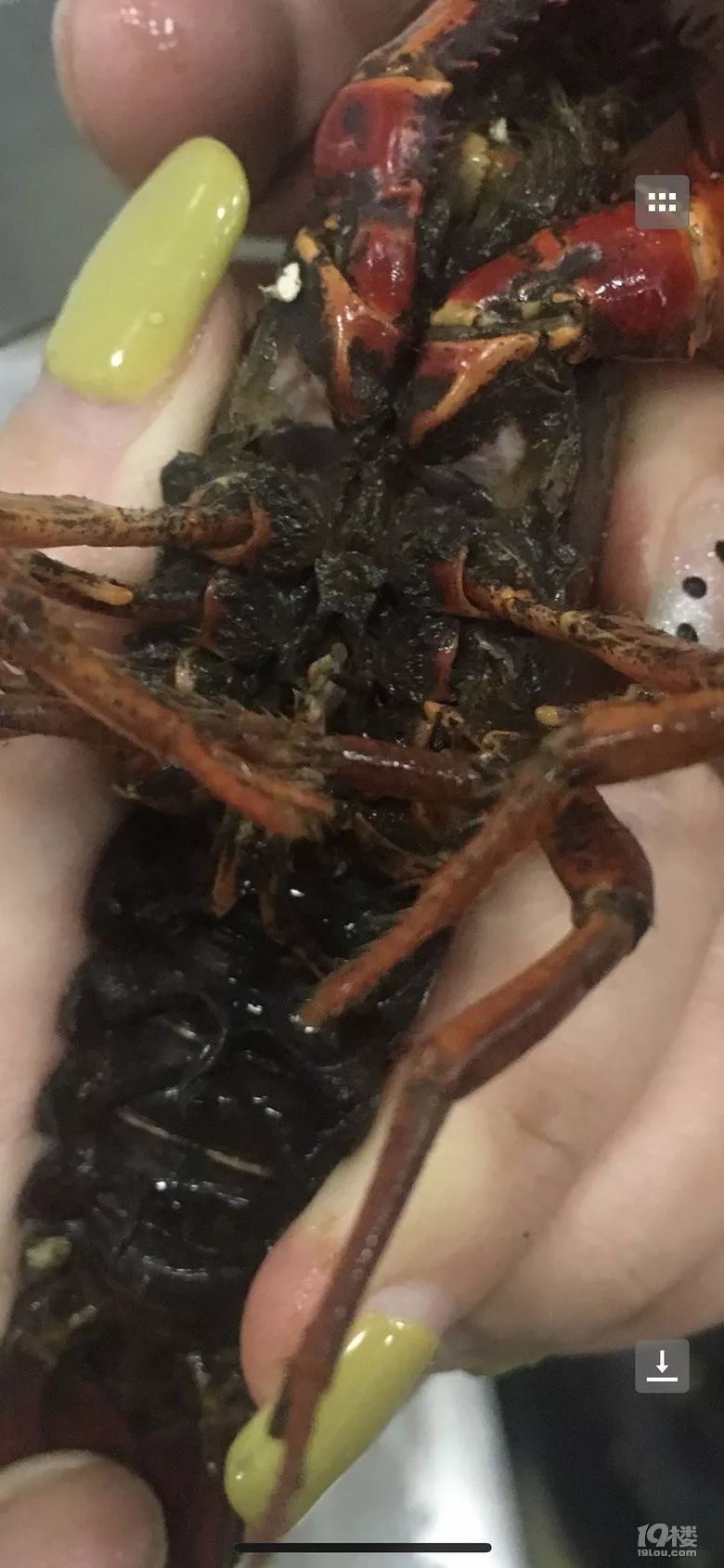 美团下了一单某店的龙虾,龙虾脏的就像是一层淤泥粘着一样