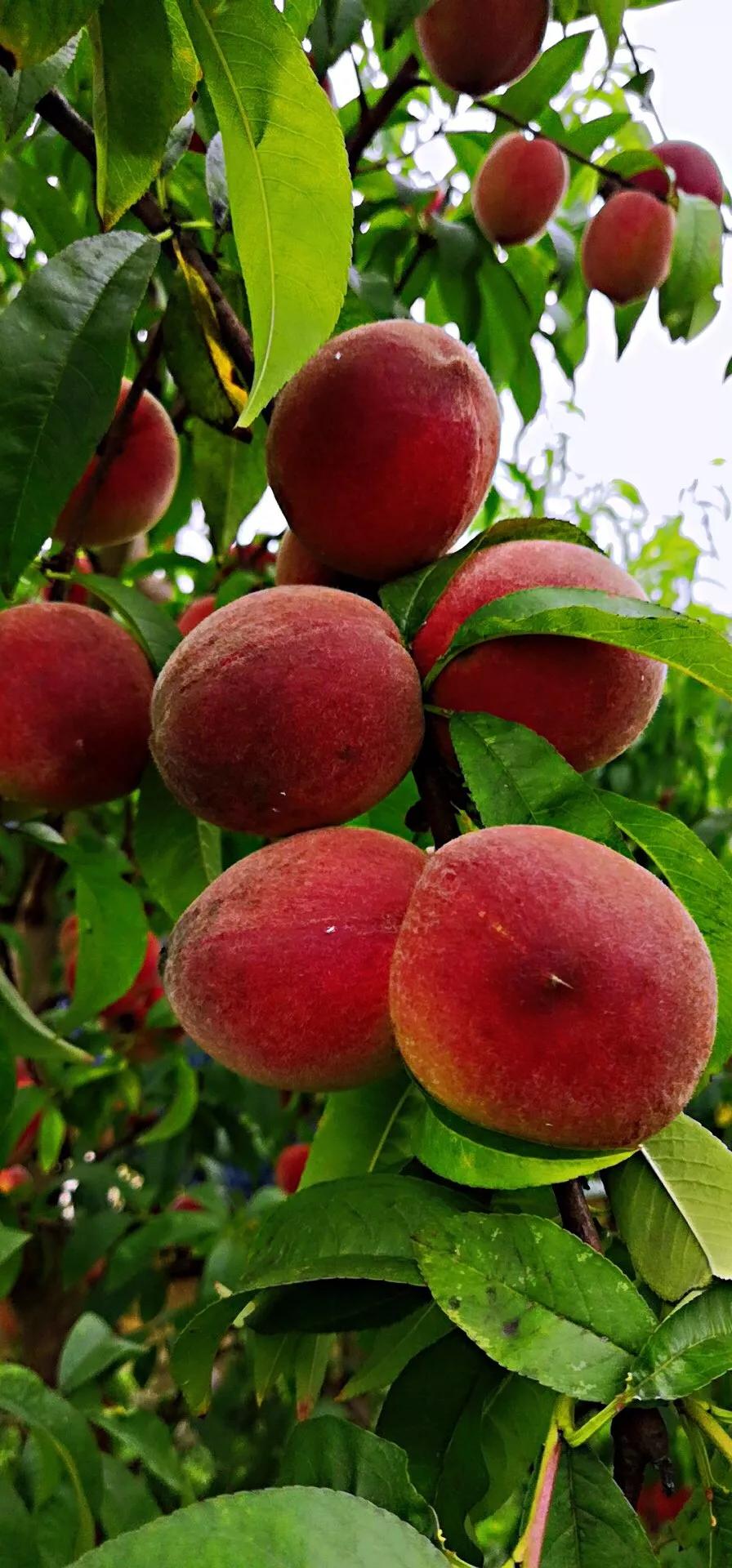 三月桃花季五月蜜桃甜可士可桃子