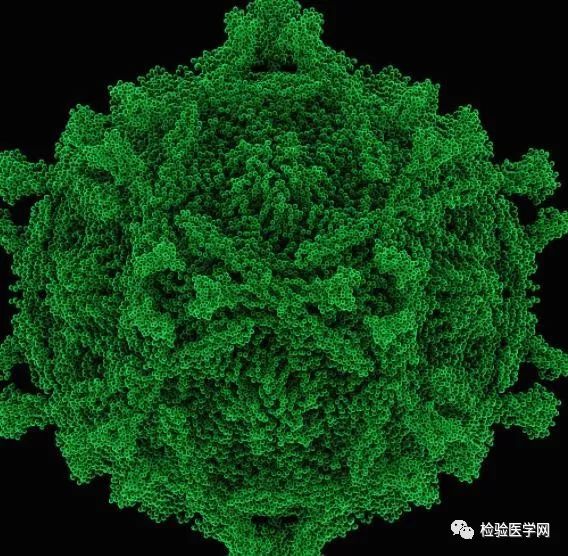 埃可病毒是一种肠道病毒.