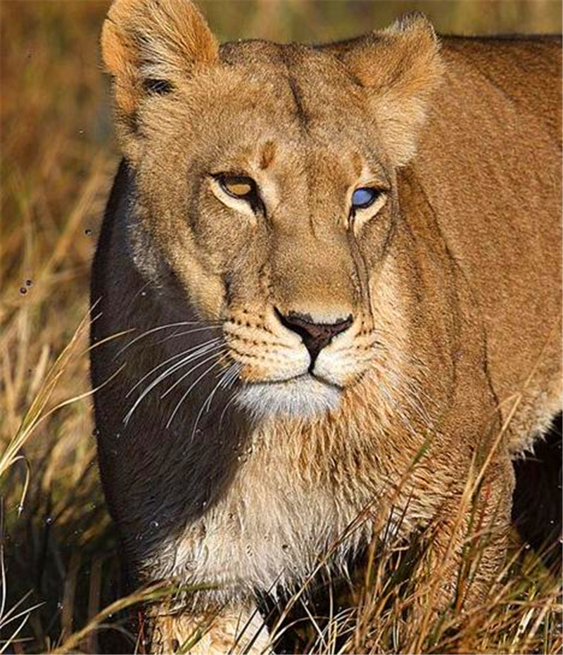 不过这只狮子的眼睛好像是出了点问题,要不然也不会这么落魄!