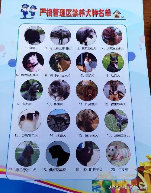 抱着自家6岁大的泰迪前来咨询,由于6年来都是她自购疫苗为犬只注射,没