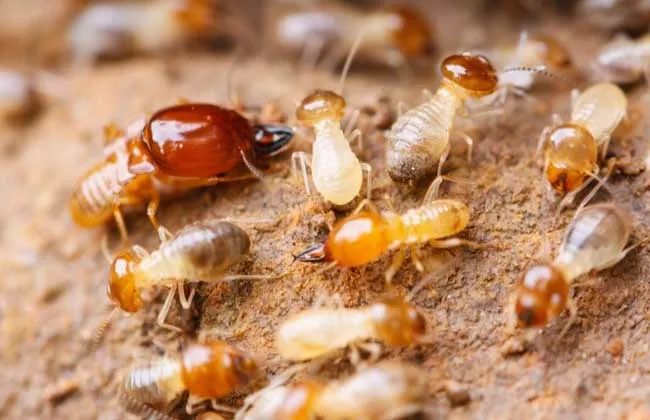 大水蚁出没!罗定街坊千万别这样做