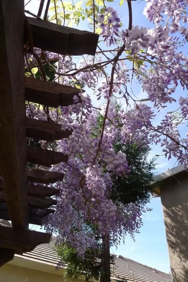 我有一帘幽梦紫藤烂漫令人醉