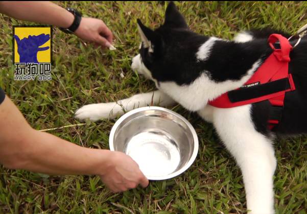 纠正狗狗护食行为 第一章_训练