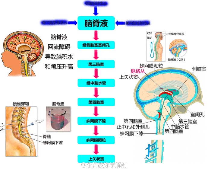 最全神经系统解剖图!