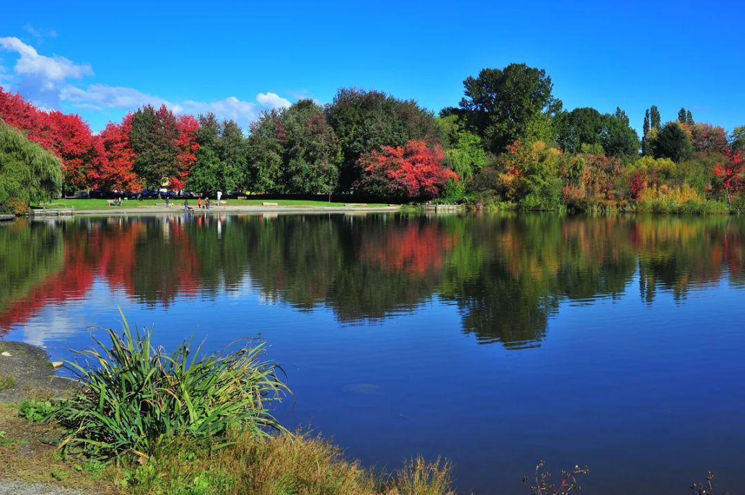 温哥华 trout lake 春夏之交的不列颠皇家园林般的美景.