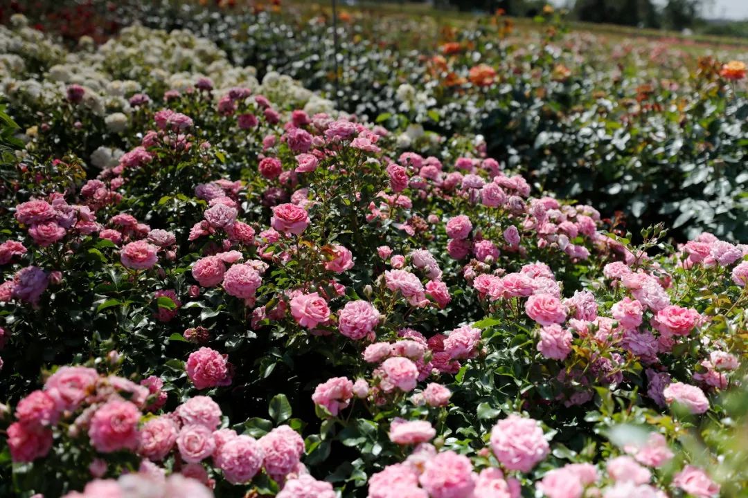 法国明星月季,一级抗病品种,低维护,花量大,首日5折