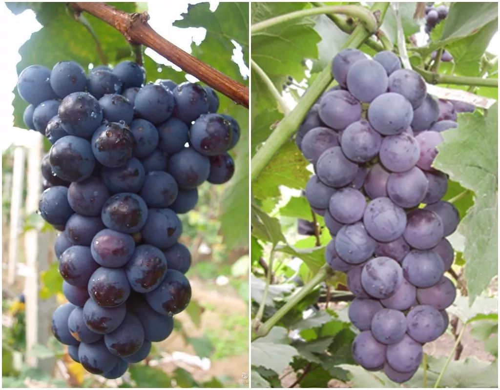 一万平方米的天然葡萄园,任摘任玩!市桥出发只需20分钟