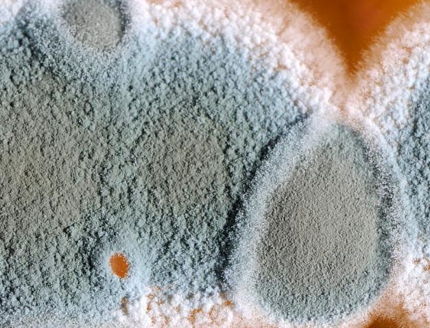 腐烂的水果中,含有较高的就是展青霉素,长期的摄入会引起消化系统的