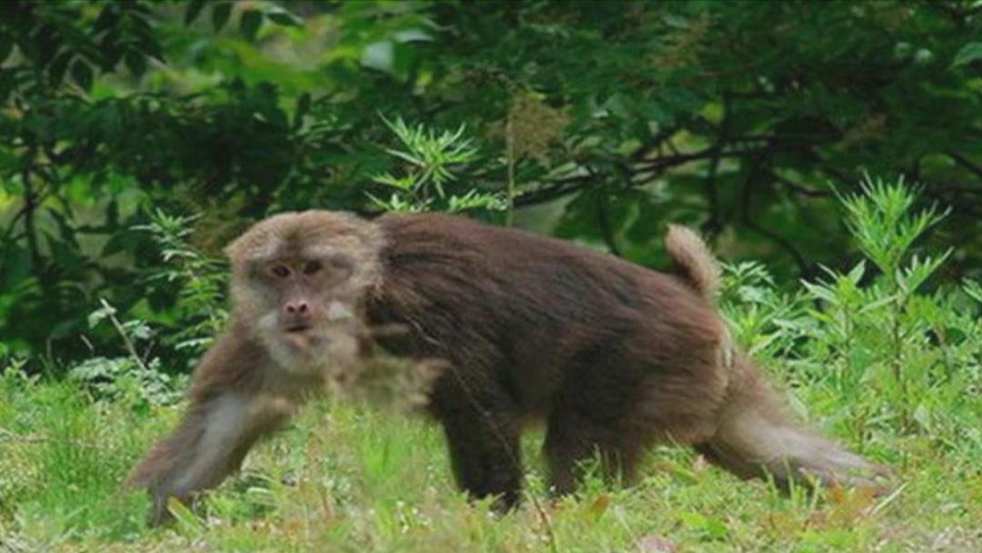 江山仙霞嶺保護區發現國家二級保護動物臧酋猴