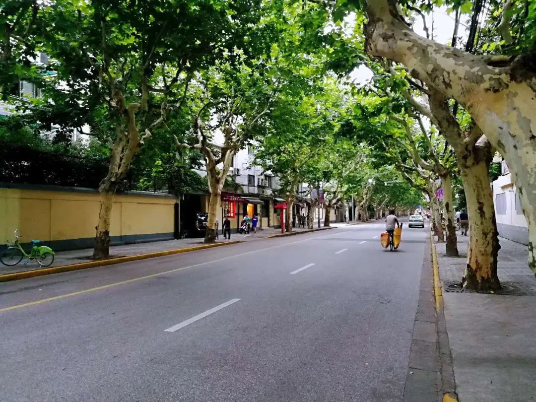 季节随笔只有住在梧桐树下才是真正的上海